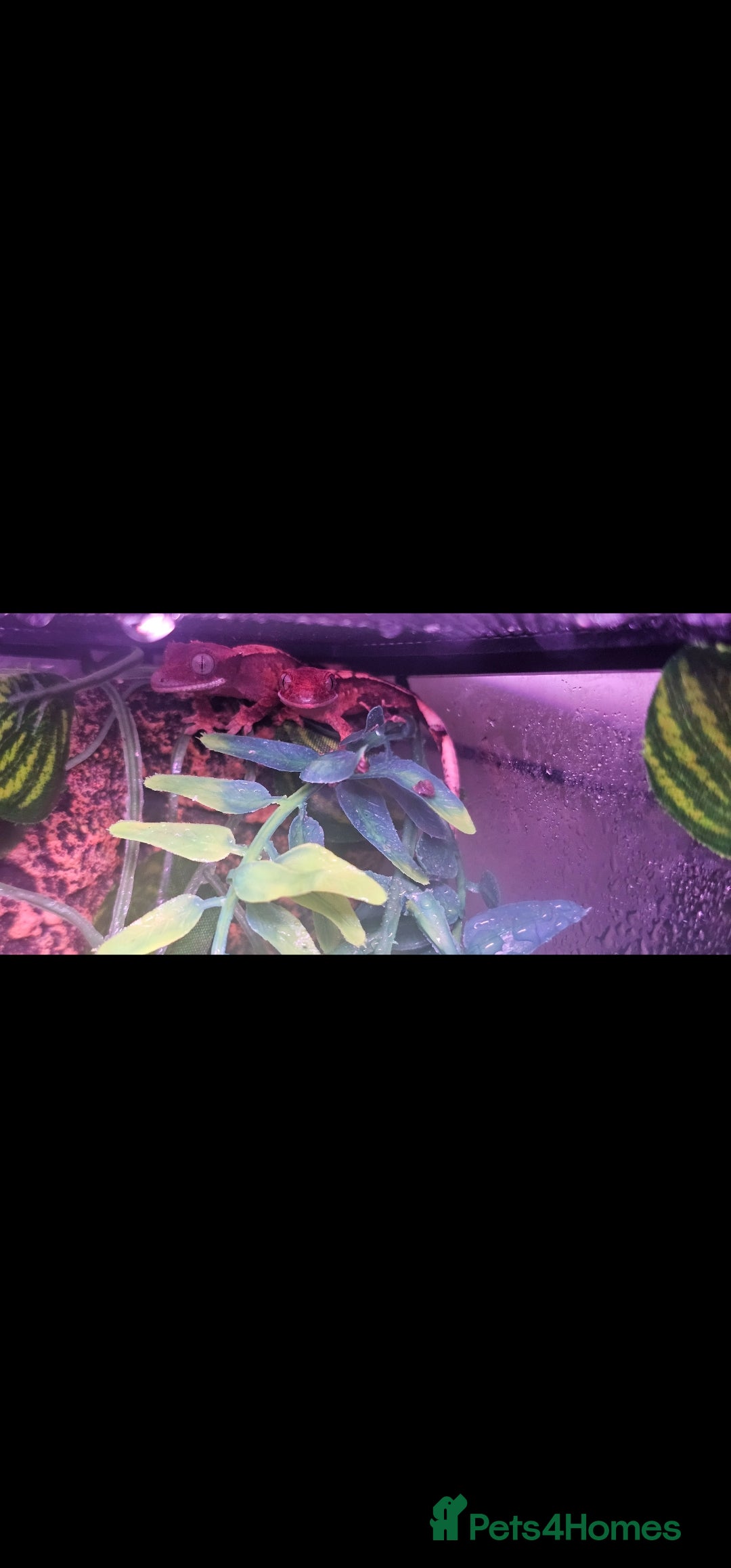 Gecko reptiles for sale: Baby geckos - Image 2