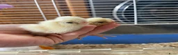 Chickens poultry for sale: Fertile polish / Poland chicken eggs - Advert 5