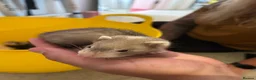 Ferret rodents for sale: Male ferret kits for sale  in Oakham - Advert 6
