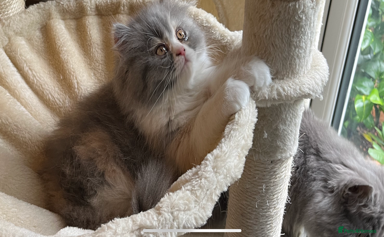 Persian cats - Advert 8