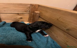 Springador dogs for sale: Springador Puppies for Sale  - Image 8