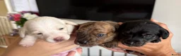 Miniature Dachshund dogs for sale: Stunning mini Dachshunds.PRA & BVA clear parents  - Advert 15