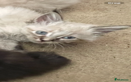 Mixed Breed cats for sale: Ragdoll x maincoon kittens available now - Image 2