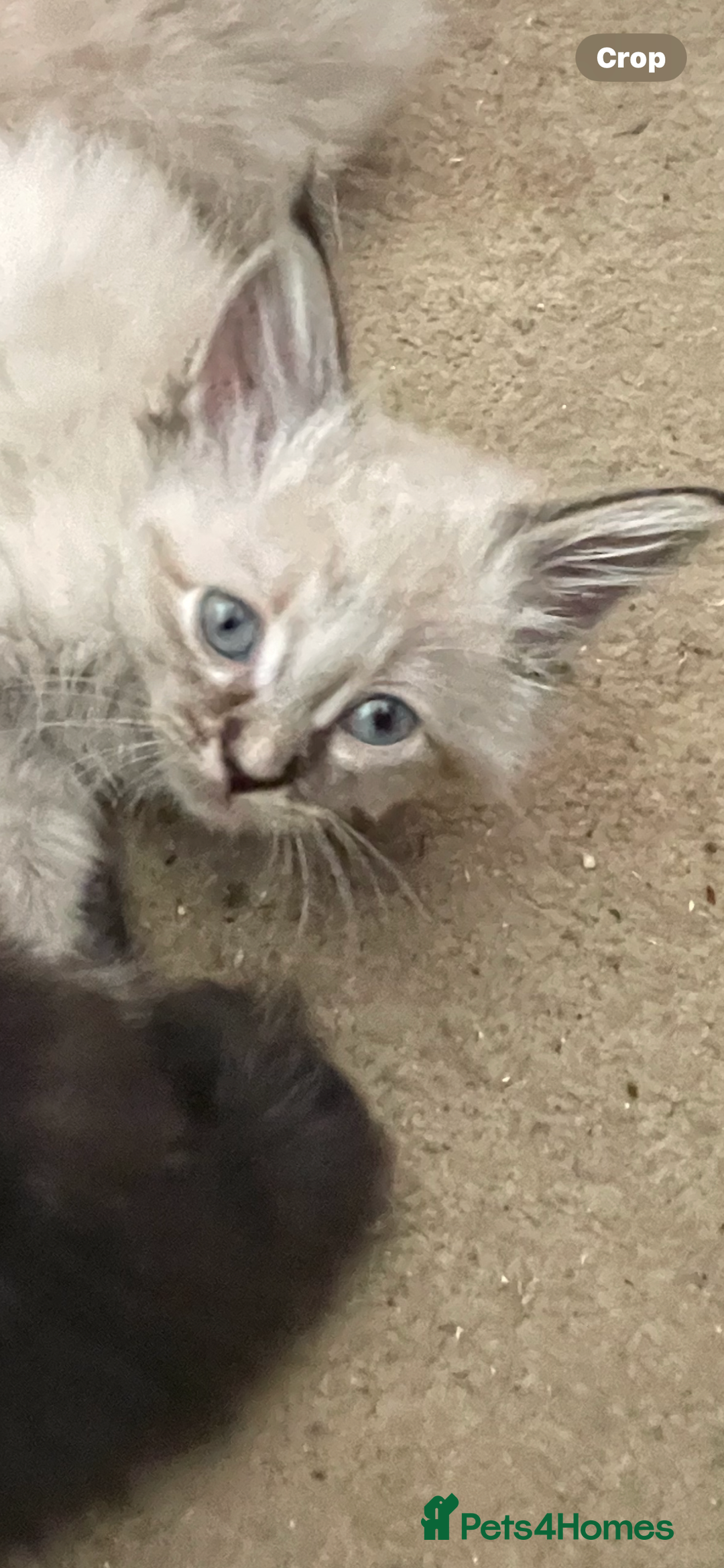 Mixed Breed cats for sale: Ragdoll x maincoon kittens available now - Image 2