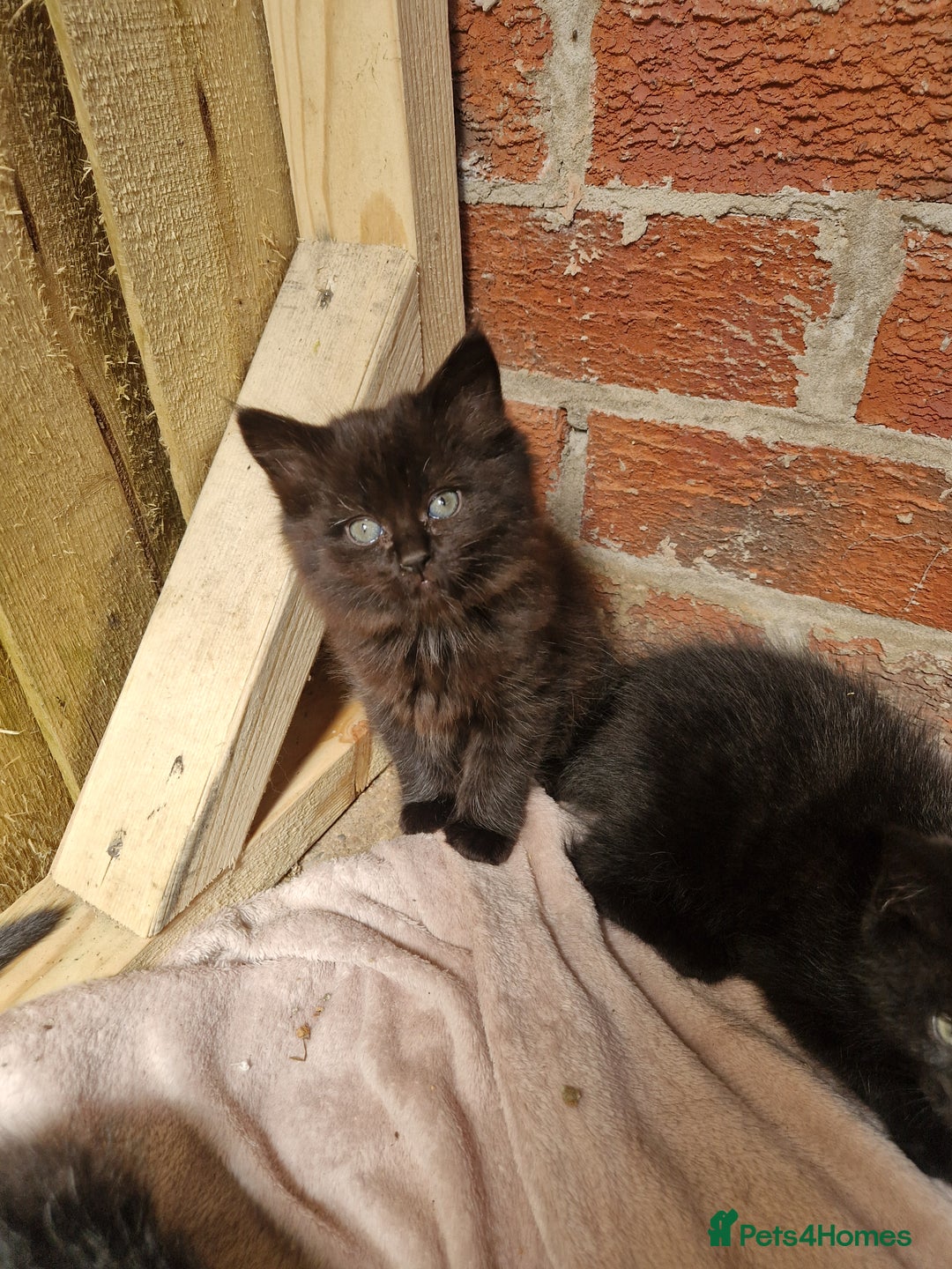 Mixed Breed cats for sale: Kittens for sale  - Image 4