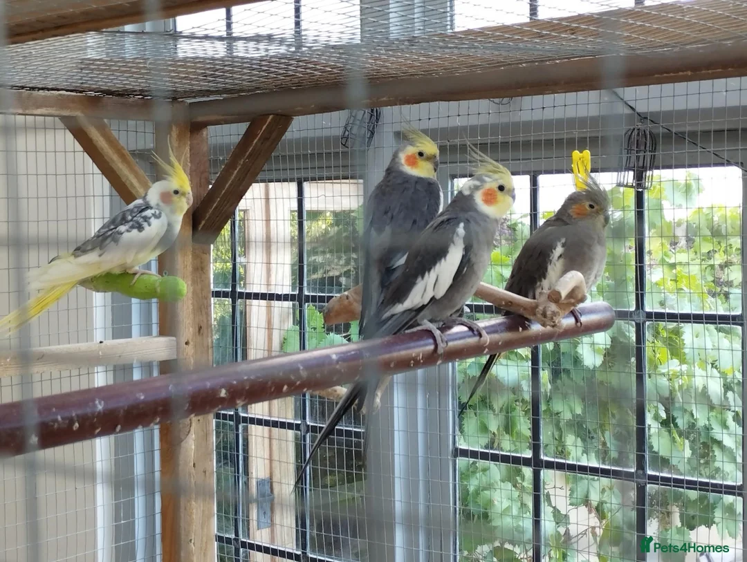Cockatiels birds for sale: Four young cockatiels for sale in Stowmarket - Advert 1