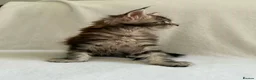 Maine Coon cats for sale: TICA Registered XXL Maine Coon– Black Silver Tabby - Advert 8