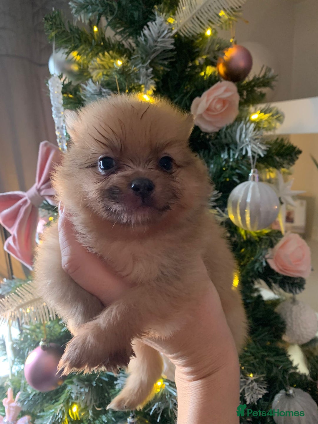 Pomeranian dogs for sale: Pomeranian puppies   - Advert 4