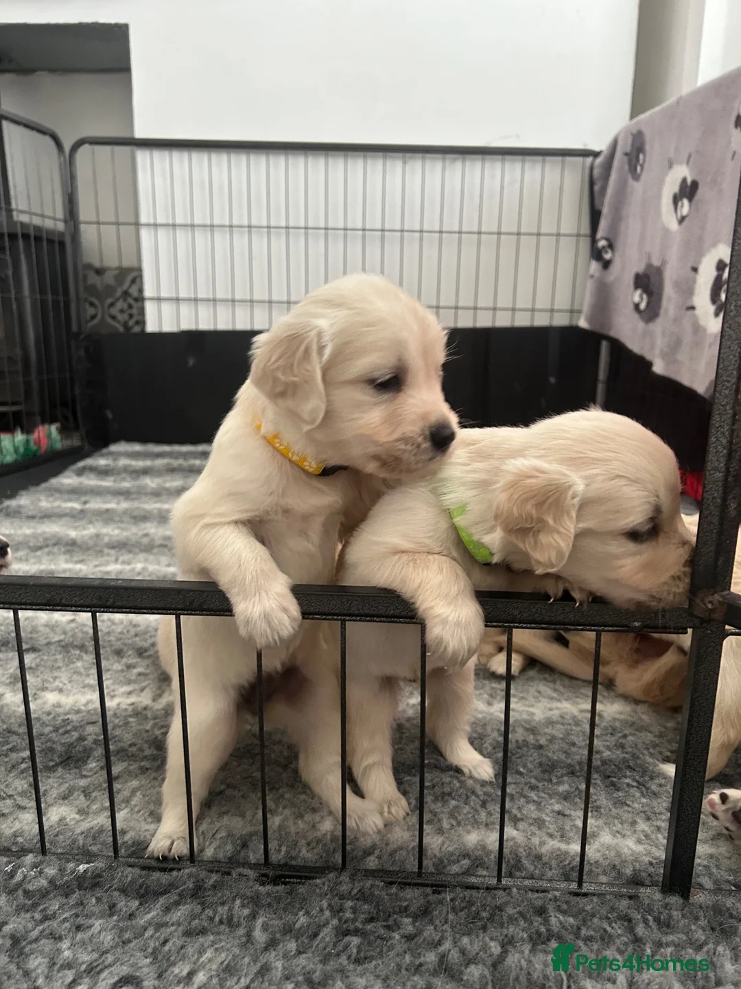 Golden Retriever dogs for sale: Golden retriever puppies - Advert 7