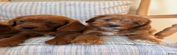 Cavapoo dogs for sale: Beautiful F2 Cavapoos - Advert 11