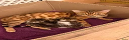 Mixed Breed cats for sale: 🐾 3 Beautiful Bengal Mix Kittens - Advert 15