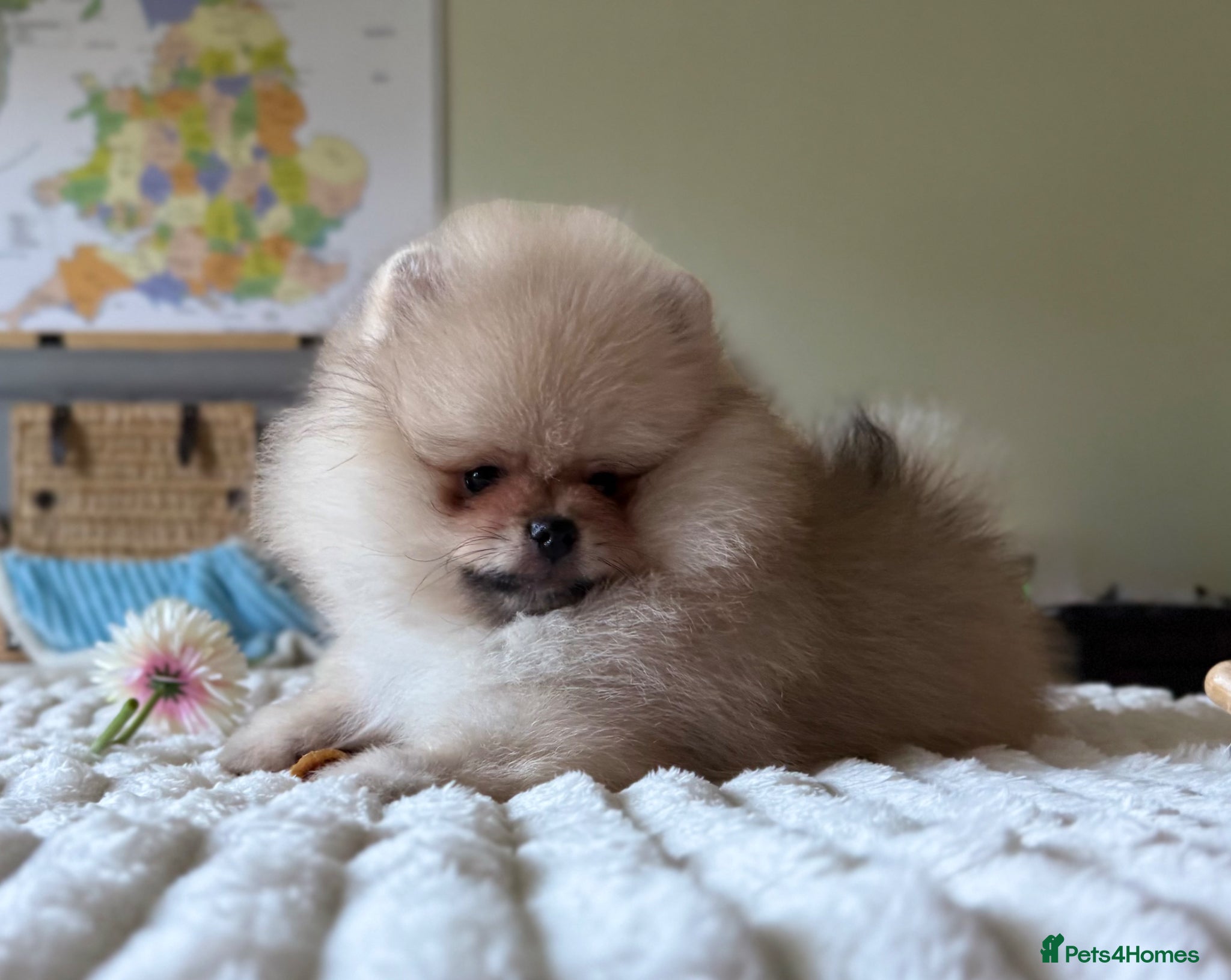 Pomeranian dogs for sale:  Rare colour Russian line Teddy Bear Pom Puppies ✨ - Advert 32