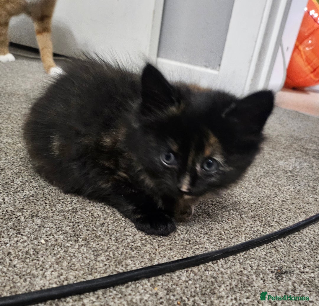 Domestic Shorthair cats for sale: Female kitten - Image 5