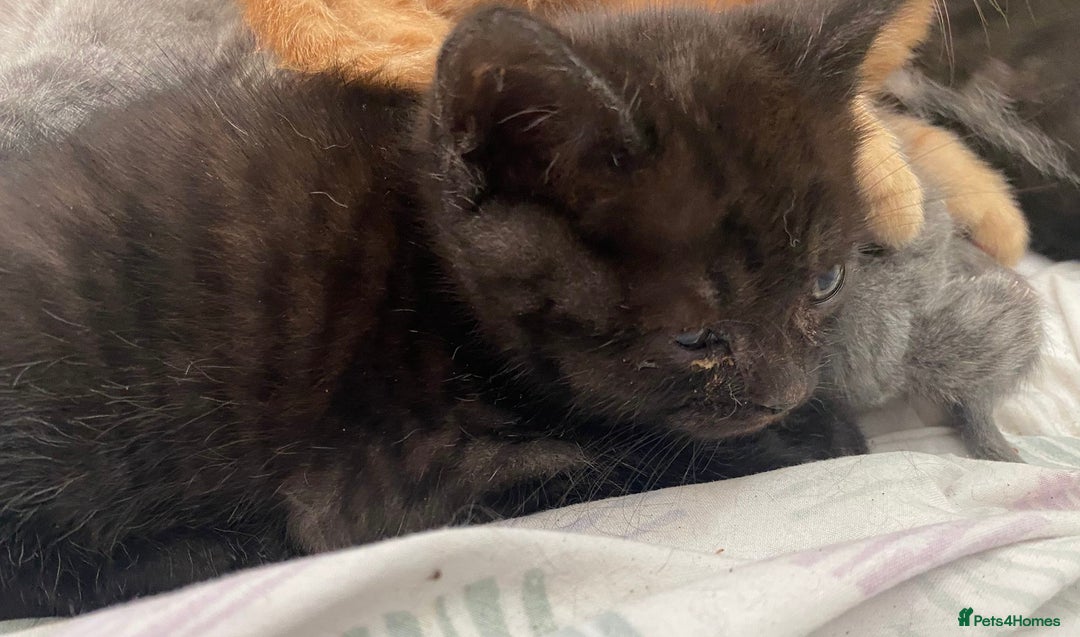 Mixed Breed cats for sale: Litter of mixed breed with British blue father  - Image 8