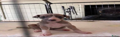 Whippet 4