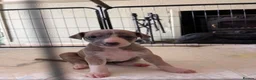 Whippet dogs for sale: Beautiful Whippet puppy's for sale - Advert 3