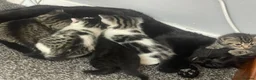 American Shorthair cats for sale: 6 Week Old Kittens! - Advert 1