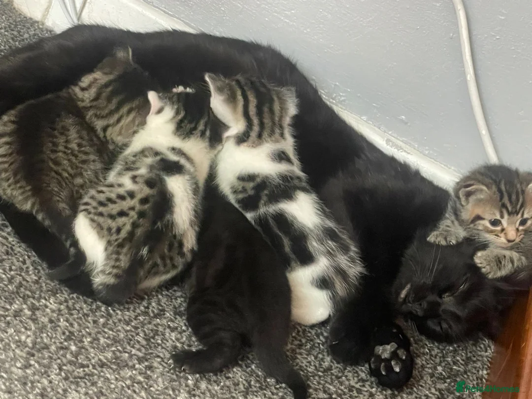 American Shorthair cats for sale: 6 Week Old Kittens! - Advert 1