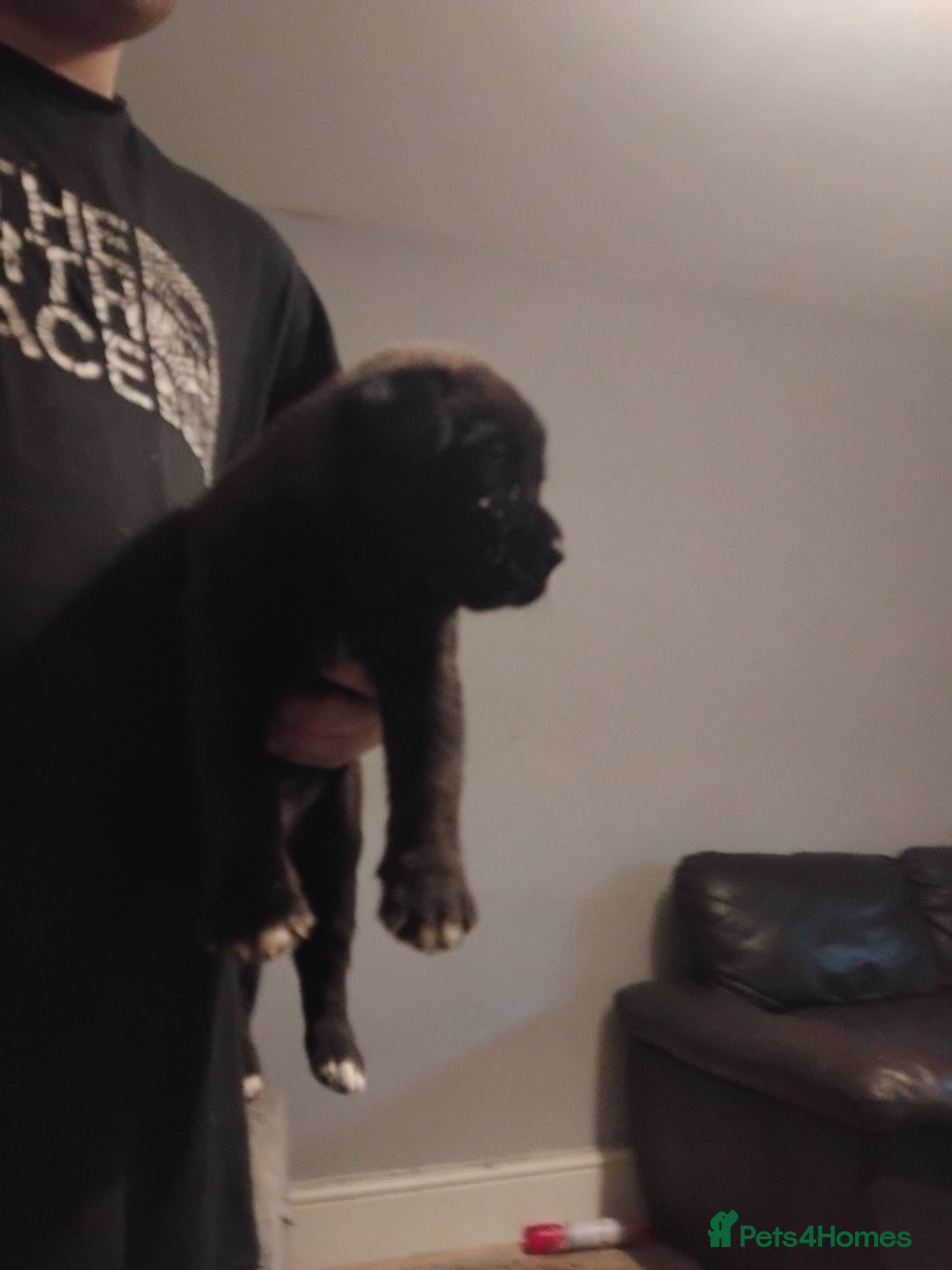 Mixed Breed dogs for sale: Husky x cane corso puppies - Image 3