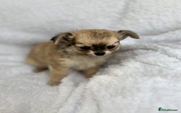 Chihuahua dogs for sale: Champion Line Chihuahua miniature puppies  - Image 10