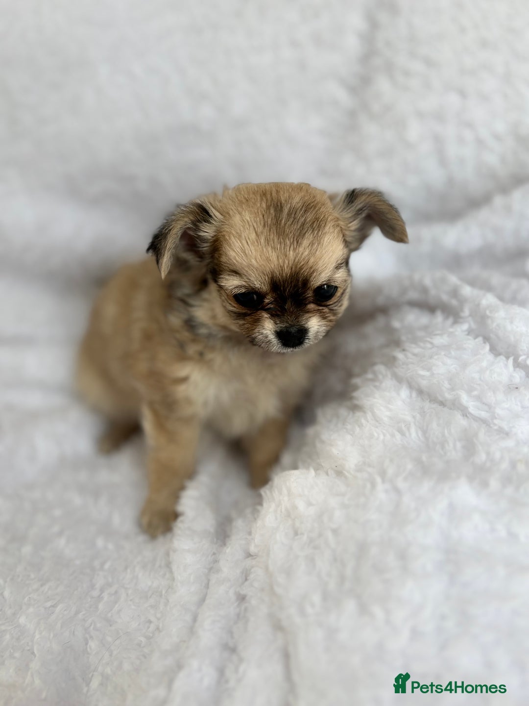 Chihuahua dogs for sale: Champion Line Chihuahua miniature puppies  - Image 10
