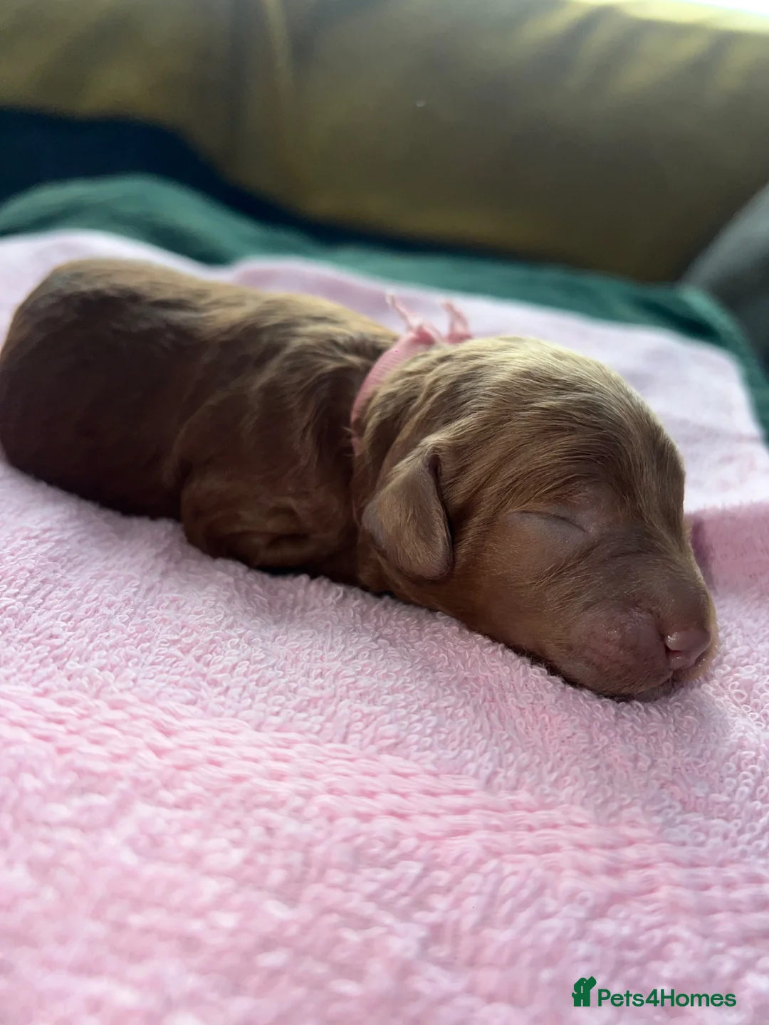 Cavapoo dogs for sale: Beautiful Cavapoo puppies ready for Half Term! - Advert 20