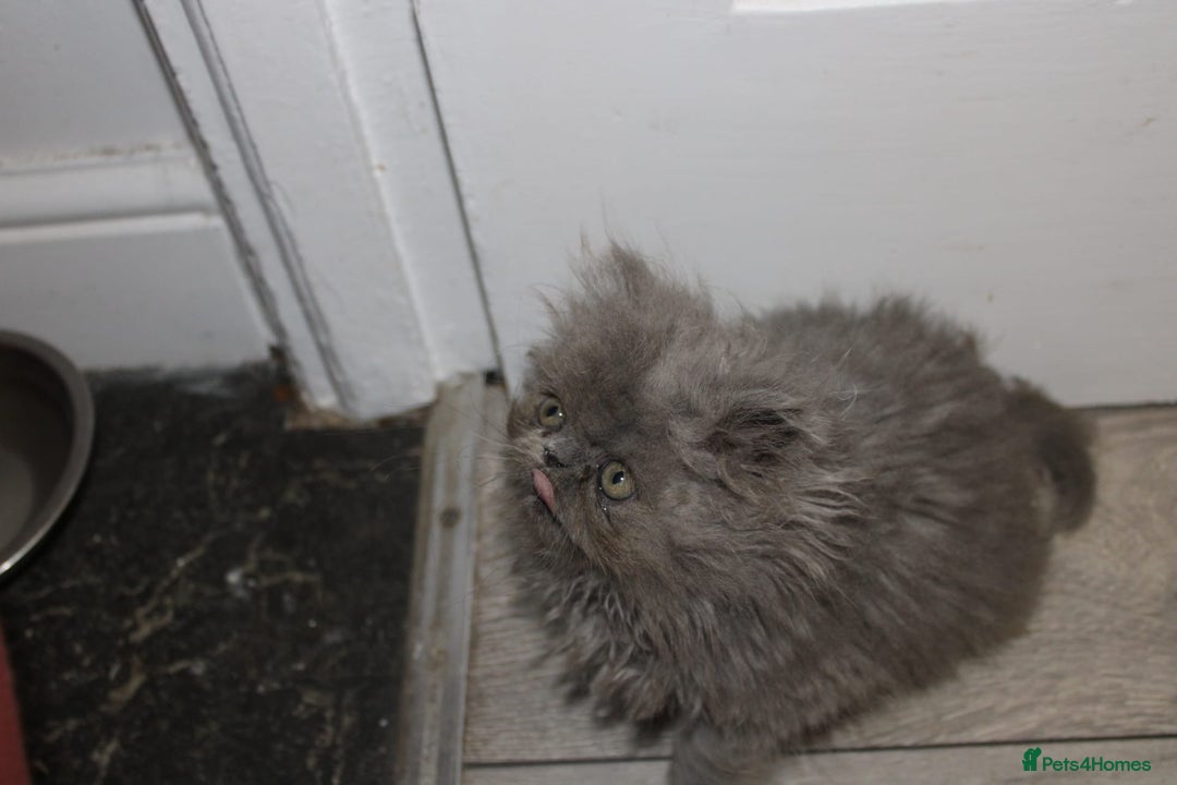 Persian cats for sale: Beautiful Female Kittens Ready for Loving Homes - Advert 16