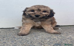 Cavapoochon dogs for sale: Beautiful Cavapoochon puppies for sale  - Image 2