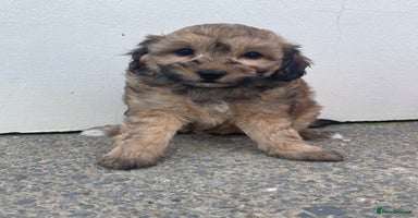 Cavapoochon dogs - Advert 13