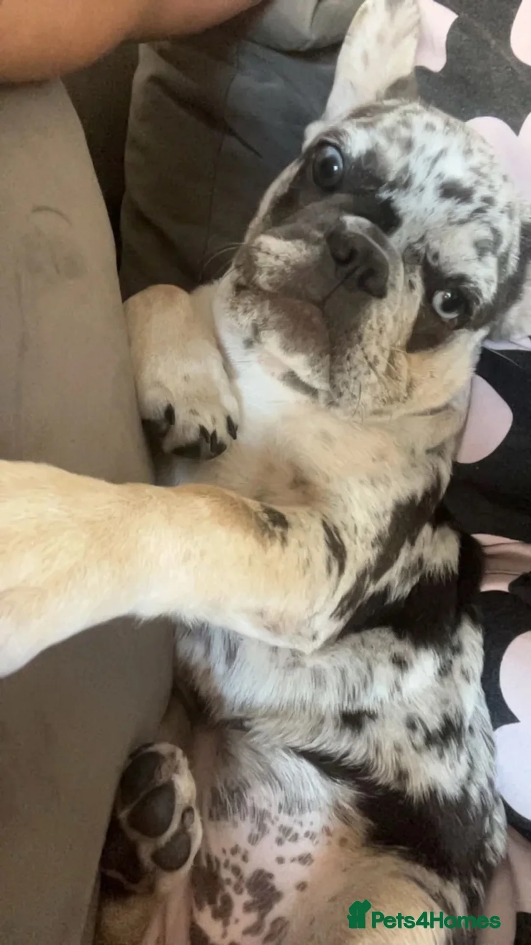 French Bulldog dogs for sale: Lilac and tan merl female French bulldog - Advert 11
