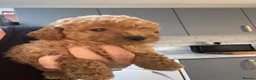 Yorkiepoo dogs for sale:  Ready to leave this weekend boy available  - Advert 8
