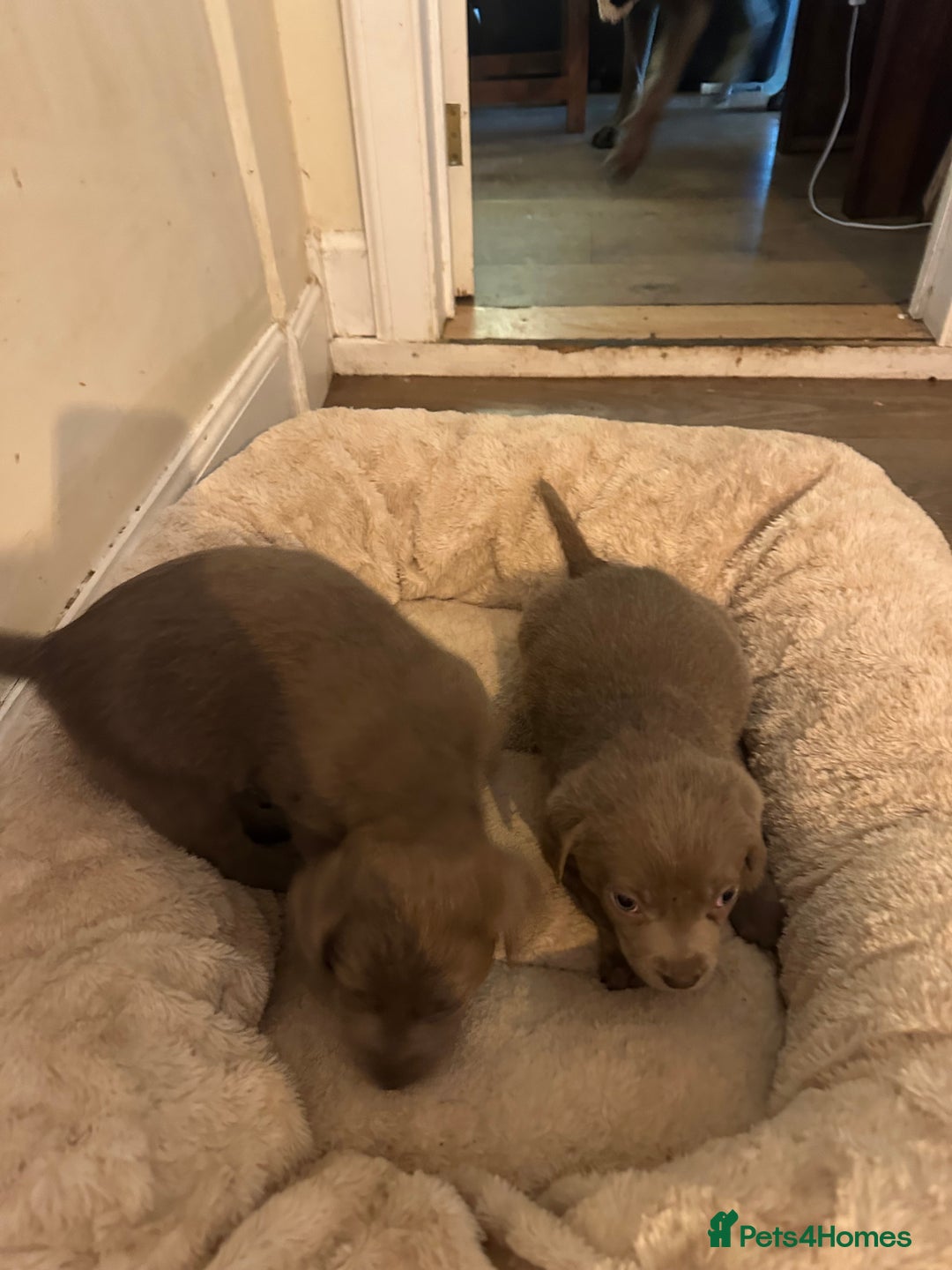 Labrador Retriever dogs for sale: 🔥 KC LABRADOR PUPPIES SILVER CHOCOLATE AND BLACK - Advert 28