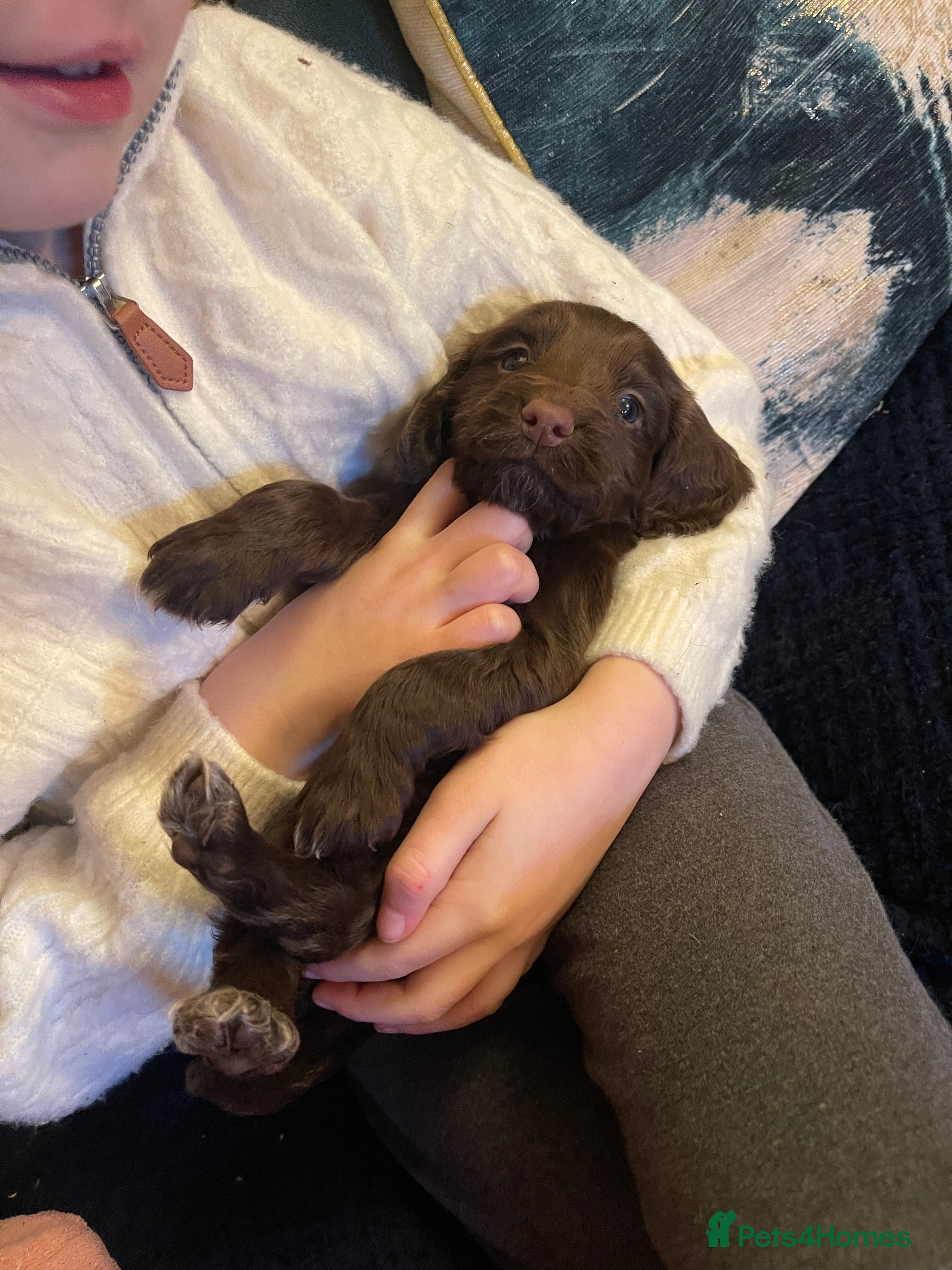 Cocker Spaniel dogs Beautiful chocolate cocker - Advert 5