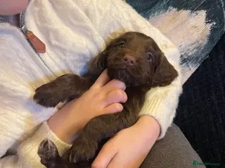 Cocker Spaniel dogs Beautiful chocolate cocker - Advert 5