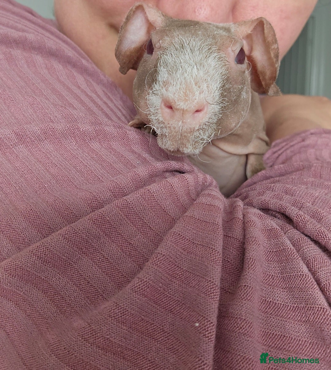 Guinea Pig rodents for sale: 2 bonded male skinny pigs - Image 5