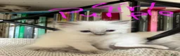 Ragdoll cats for sale: GCCF mom’s pure ragdoll kittens sale in London  - Advert 19