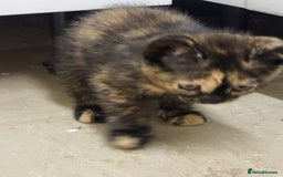 Maine Coon cats for sale: Main coon calico kittens - Image 6