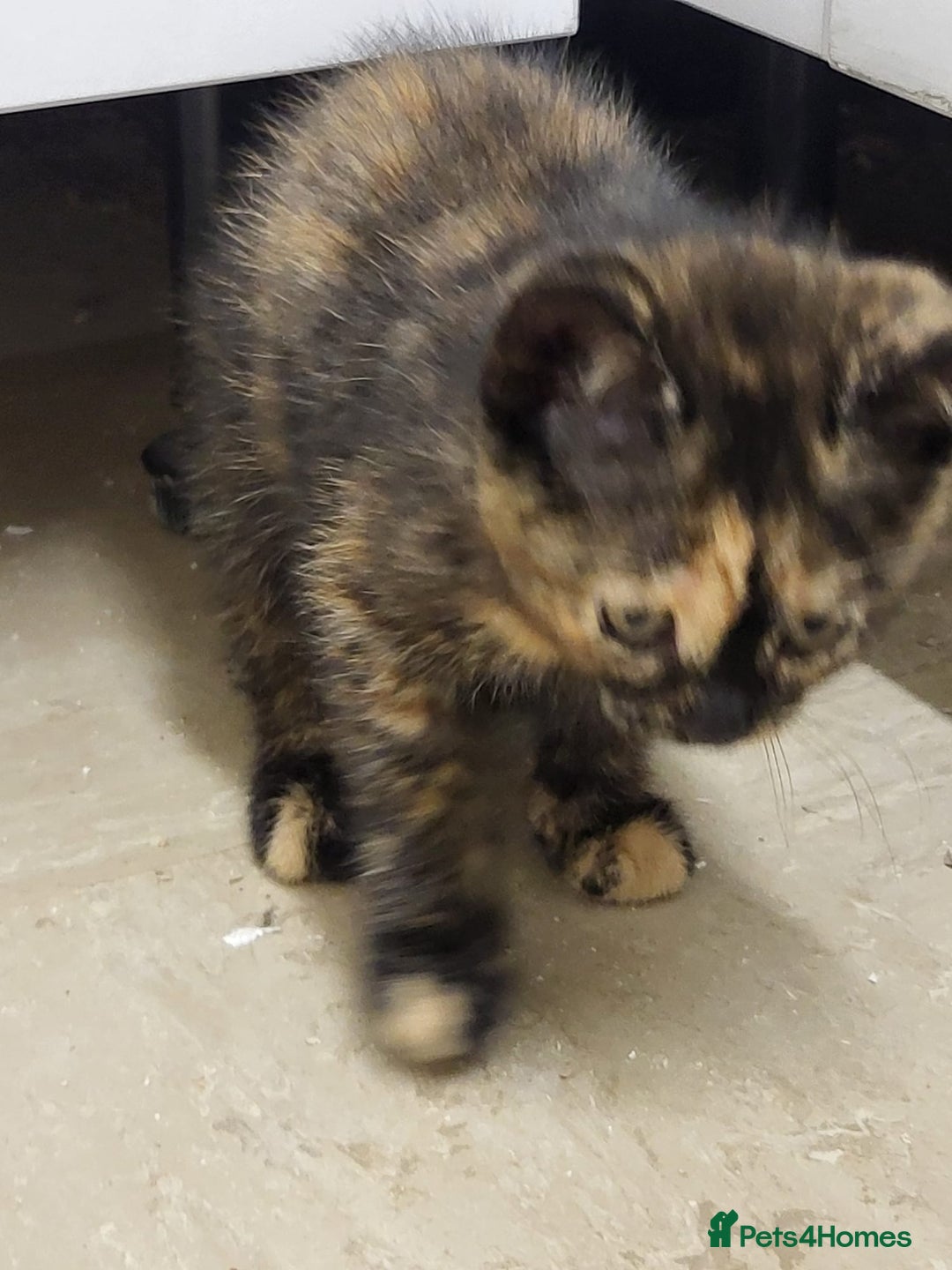 Maine Coon cats for sale: Main coon calico kittens - Image 6