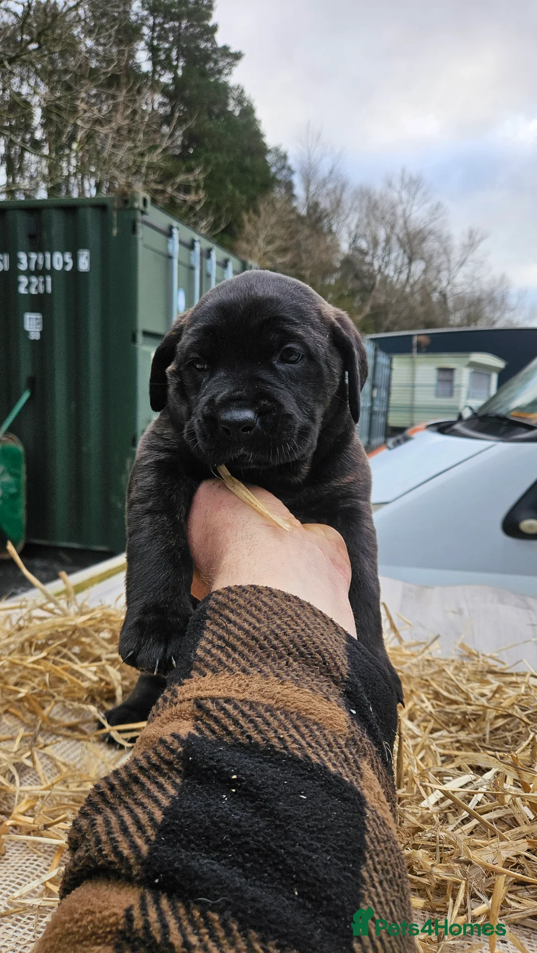 Mixed Breed dogs for sale: CaneWeiler Pupps - Advert 16