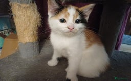 Mixed Breed cats for sale: Two calico kittens looking for their forever homes - Image 2