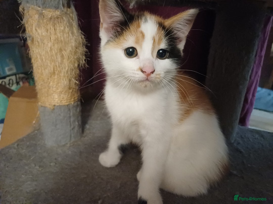 Mixed Breed cats for sale: Two calico kittens looking for their forever homes - Image 2