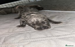 Cane Corso dogs for sale: Cane Corso Puppies  - Advert 21