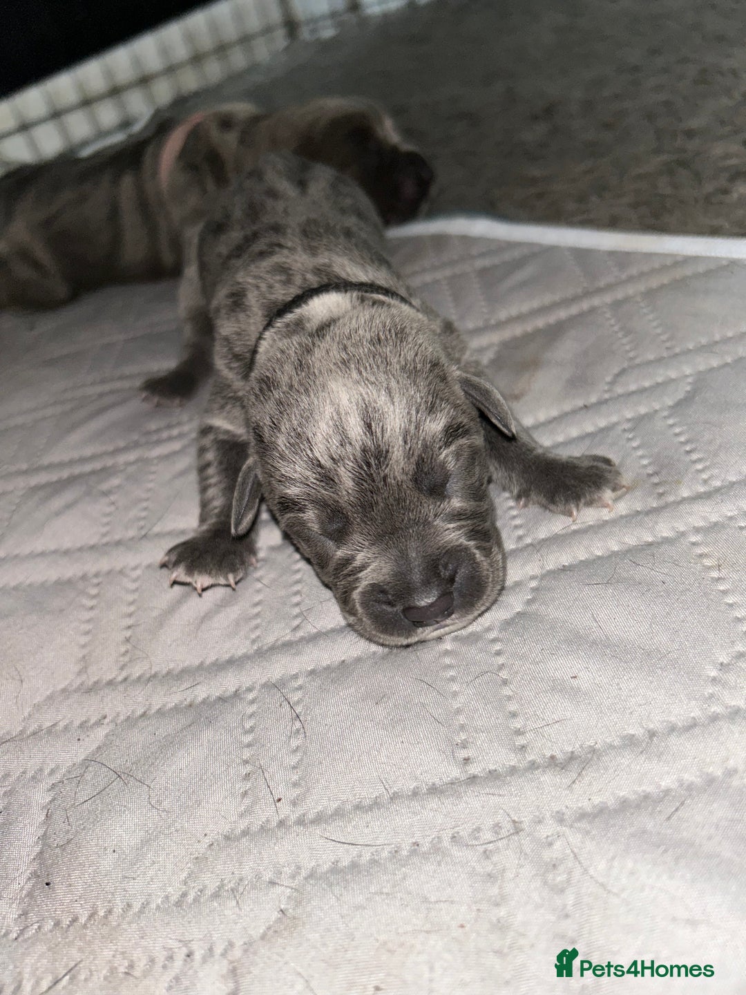 Cane Corso dogs for sale: Cane Corso Puppies  - Advert 21