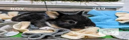 Mixed Breed rabbits for sale: Beautiful bunnies to reserve  - Advert 5
