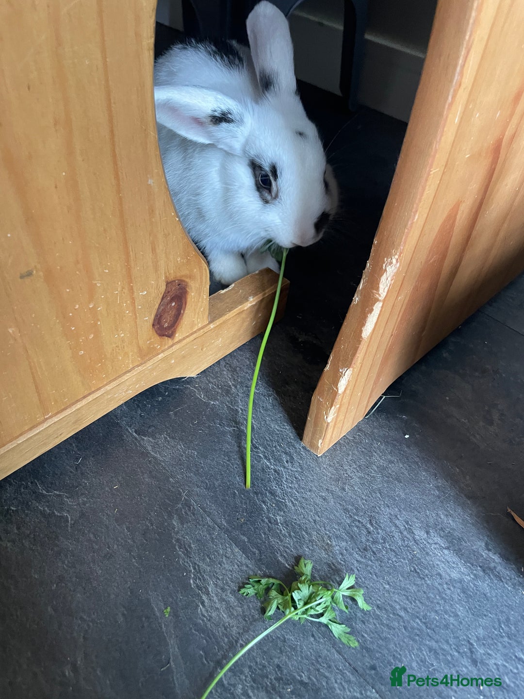 Lionhead rabbits for sale: 3-4 month lionhead mix looking for new home  - Image 6