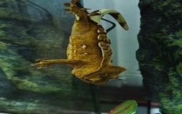 Gecko reptiles for sale: 2x crested gecko in Exoterra vivarium Sheffield - Image 4