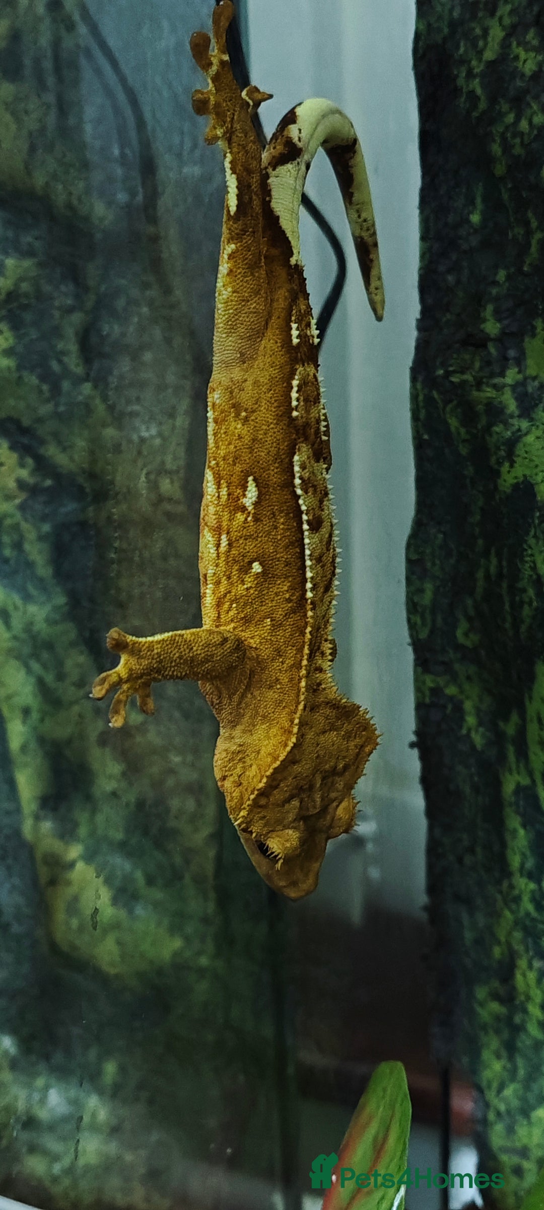 Gecko reptiles for sale: 2x crested gecko in Exoterra vivarium Sheffield - Image 4