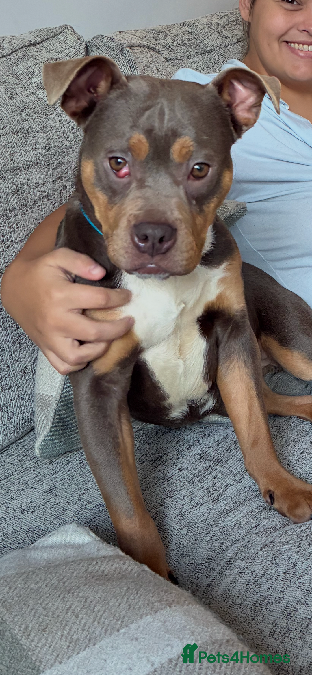 Mixed Breed dogs for sale: 11 month Old Bulldog/Cane Corso Mix - Advert 1