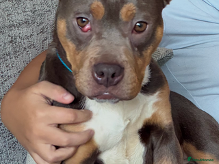 Mixed Breed dogs 11 month Old Bulldog/Cane Corso Mix - Advert 1