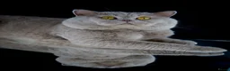 British Shorthair cats for stud: Champion Fawn British Shorthair Stud - Advert 2